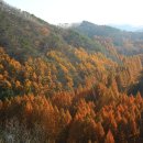 장태산휴양림 이미지