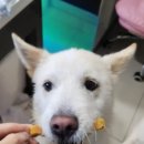 도그랭 강아지놀이방 이미지