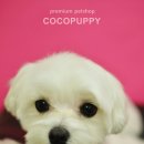 봉구애견미용샵 이미지