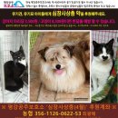 [완료] 2016년 사상충 급여를 위한 모금을 시작하려 합니다. (4월분 마감 감사드립니다!!) 이미지