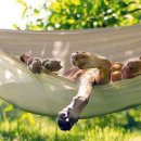 개팔자 상팔자 이미지