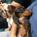 왈왈이애견카페웨스턴돔점 이미지