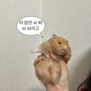 해담맛집코다리마을 이미지