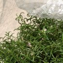 로즈마리세탁소 이미지