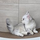 오즈캣 | 압구정고양이분양 후기 미오즈 (meoz) 생후 7개월차 캣초딩 실버 먼치킨 '꼬미'