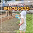 주니농장 | 용인 아이랑 체험 추천 포레스트벨 농장 수확 동물 먹이주기 체험 후기