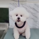 때빼고광나개