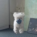 (주)왕왕 이미지