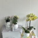 아인플로라 이미지