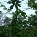 칠봉농장 이미지