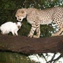 맹수 농장 이미지