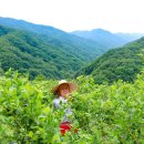 청정자연지리산