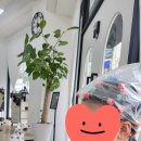 시저리서신