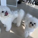 신난댕 애견유치원 이미지