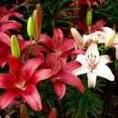 신황진이야 이미지