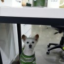 레오동물병원 이미지