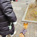 더나은펫샵 | 펫츠럽 포트리아 프리미엄 실리콘 풉백 케이스 홀더 디스펜서 사용 후기