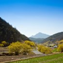 산수유피는마을 이미지