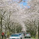 제5회 보성벚꽃축제 구경하러 오세요^^^ 이미지