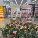 운서마트 | 인천 영종도 꽃집 롯데마트 카네이션 화분 후기 | 종류 가격 주차 키우는 방법 물주기