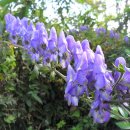 개도민박 이미지