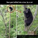 냥냥이네 이미지