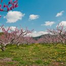 삼화1리 이미지