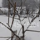 장수농원 이미지