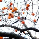 마당칼국수 이미지