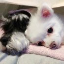 크리스터디