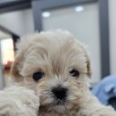 야옹아 멍멍해봐 세종점 이미지