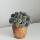 참Design