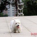 똥꼬발랄 이미지