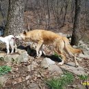 아기염소 이미지