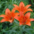 거산1리 이미지