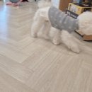 고양이별 캣 카페 이미지