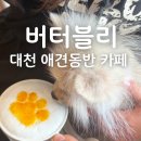 버터블리 | 대천 보령 해수욕장 근처 애견동반 카페 버터블리 방문 후기