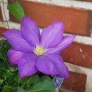 클레마티스 이미지