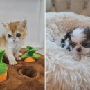 도그마루 강아지고양이 청주점 이미지