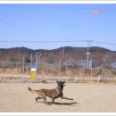 마한애견 이미지