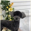 우리동네펫샵 이미지
