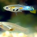 유영약국 이미지