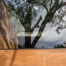 소통하는 나무 이미지