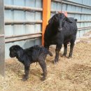 슈퍼염소농장 이미지