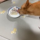 너만멍냥 이미지