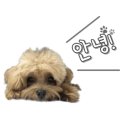 서울웰동물의료센터 이미지