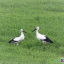 황새둥지 이미지