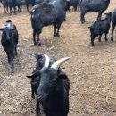 덕현목장 이미지