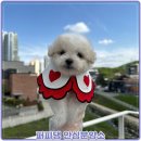 서원환경 | 청주 서원구 분평동 고양이분양, 조용한 환경에서 시작한 후기