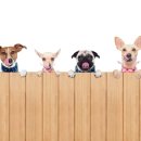 우리집 댕댕이 이미지